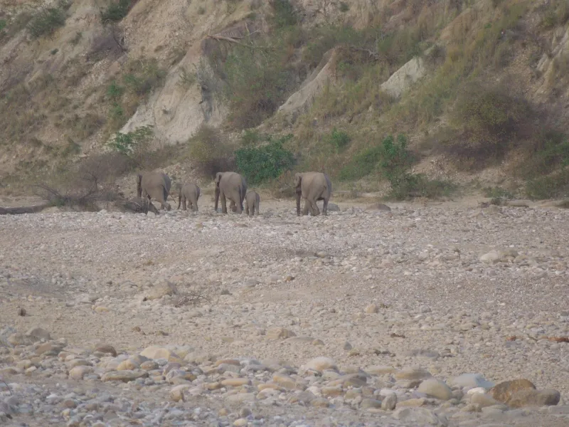 Bijrani Grassland Safari – Jim Corbett tour package