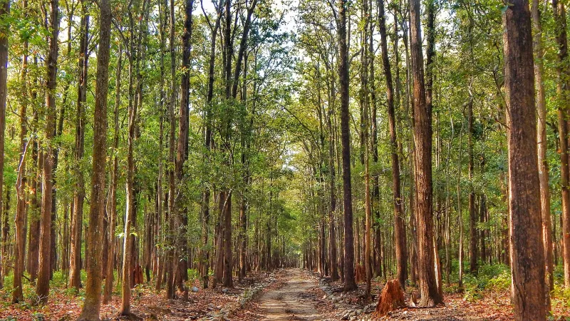 Bijrani Grassland Safari – Jim Corbett tour package