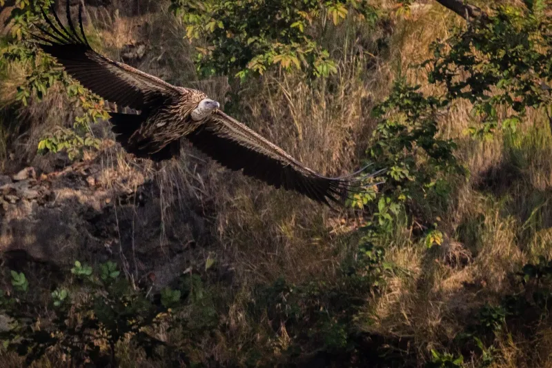Corbett Birding Tour – Jim Corbett tour package