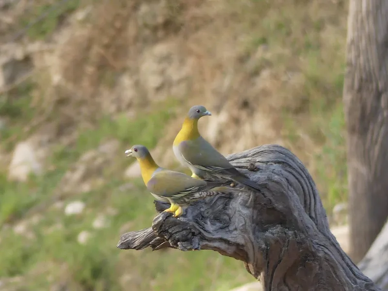 Corbett Birding Tour – Jim Corbett tour package