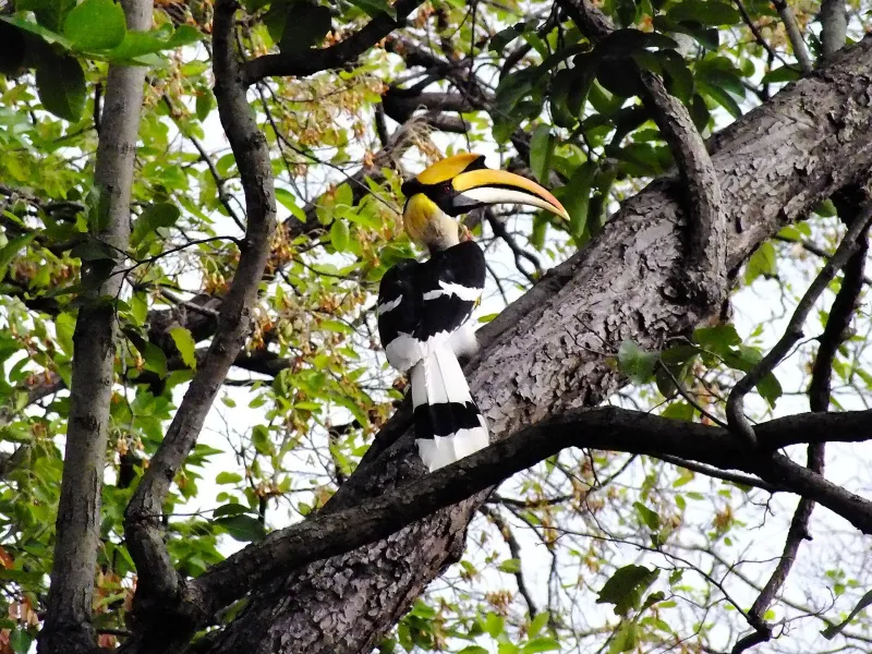 Corbett Birding Tour – Jim Corbett tour package