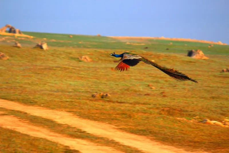 Corbett Express Escape – Jim Corbett tour package