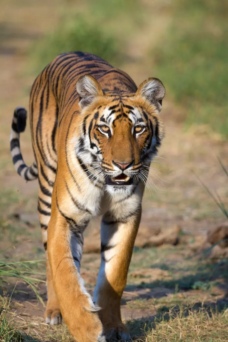 Corbett Weekend Safari – Jim Corbett tour package