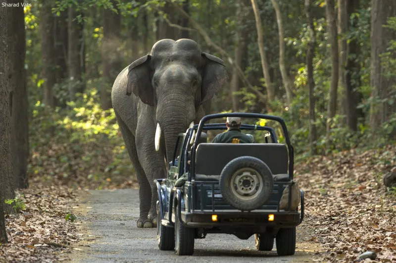 Dhikala & Gairal Forest Stay – Jim Corbett tour package