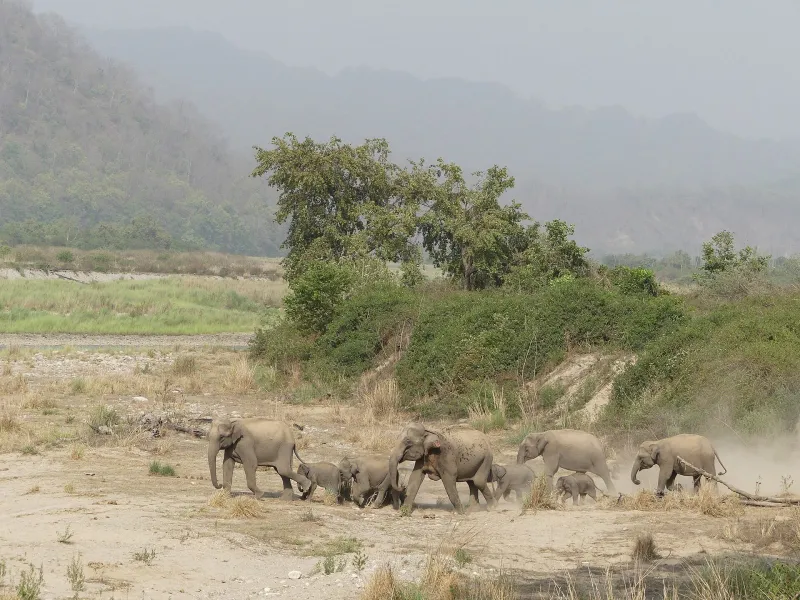 Dhikala & Gairal Forest Stay – Jim Corbett tour package