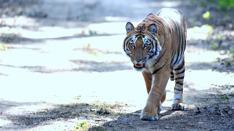 Dhikala & Gairal Forest Stay – Jim Corbett tour package