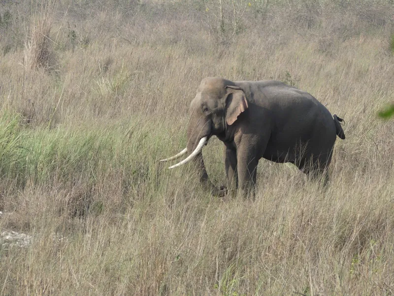 Dhikala Tiger Trail – Jim Corbett tour package