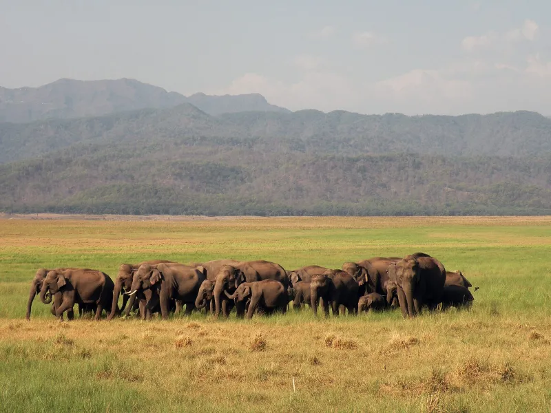 Dhikala Tiger Trail – Jim Corbett tour package