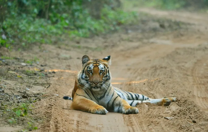 Dhikala Tiger Trail – Jim Corbett tour package