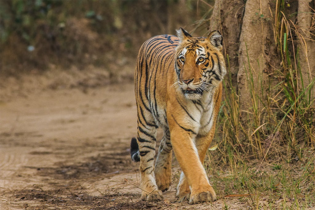 Corbett Tiger Reserve