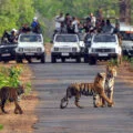 Best Visiting Time for Jim Corbett National Park